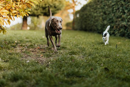 hunting dog with a successful retrieve