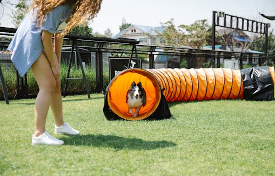 a dog training session in the field