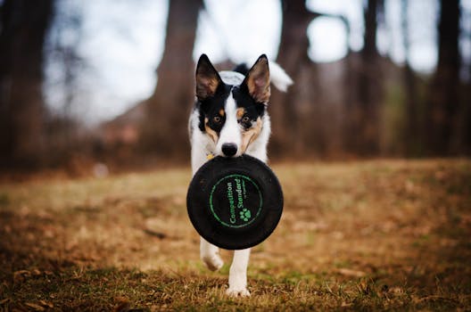 dog retrieving dummy