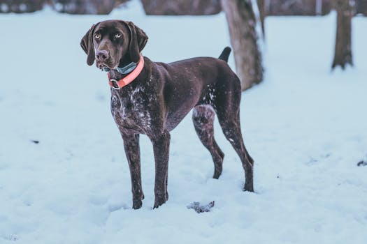 upland hunting dog in the field