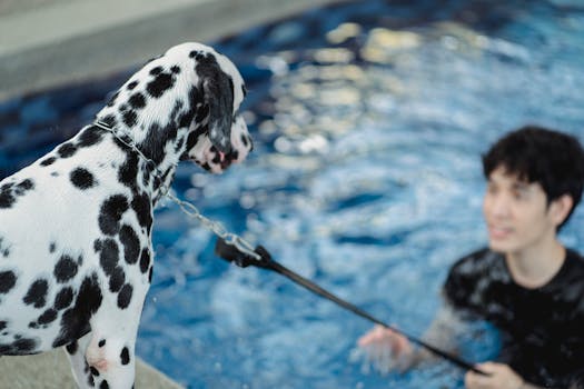 dog training session outdoors