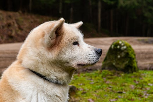 small hunting dog on a trail