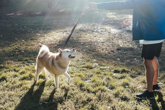 dog training routine