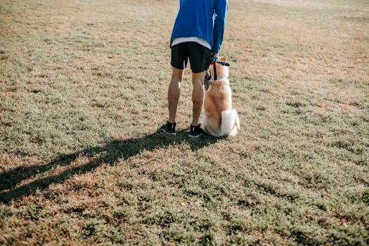 dog training in the field
