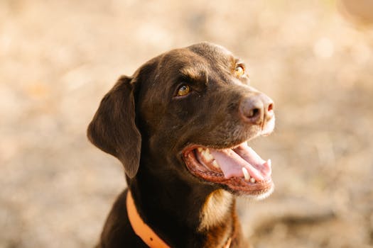 happy hunting dog