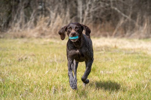 hunting dog in action
