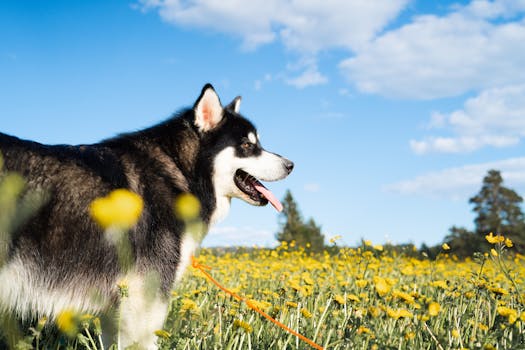 dog agility course