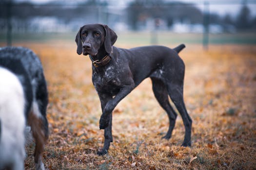 pointing dog in a field