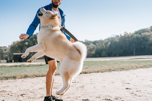 hunters training dogs together