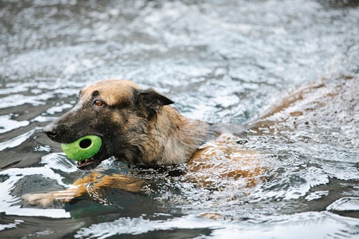 Hunting dog in action retrieving a duck