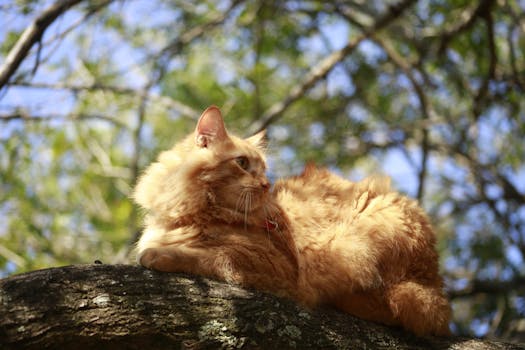 happy cat exploring outdoors