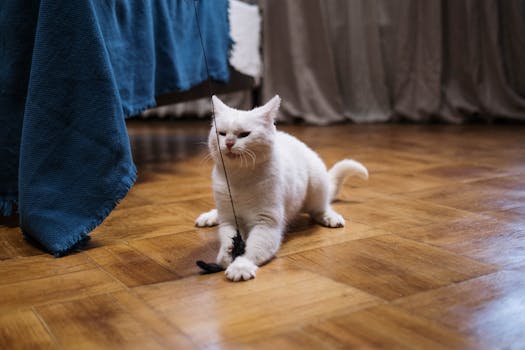 cat playing with feather toy