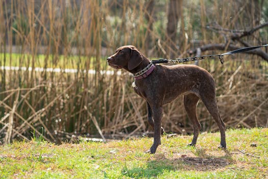 hunting dog focused in the field
