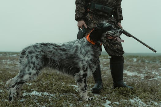 hunting dog retrieving in the field
