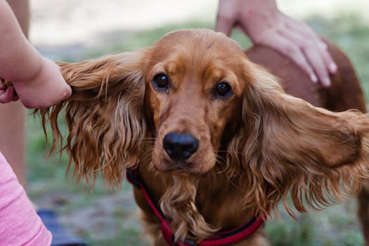 puppy training outdoors