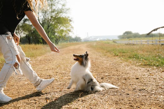 dog training in the field