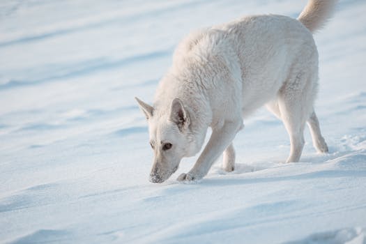 dog tracking scent in the field