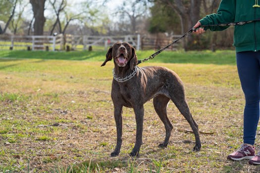 hunter with trained dog