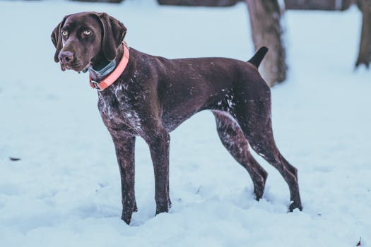 hunting dog on a leash in the field