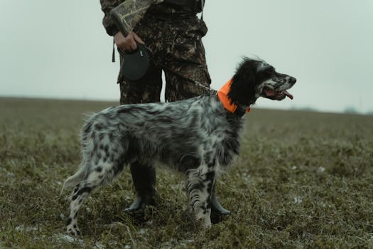hunting dog pulling on a leash
