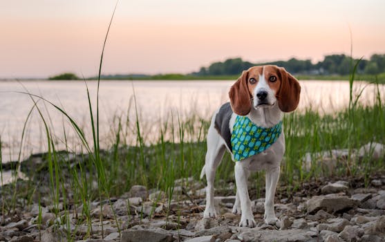hunting dog retrieving in water