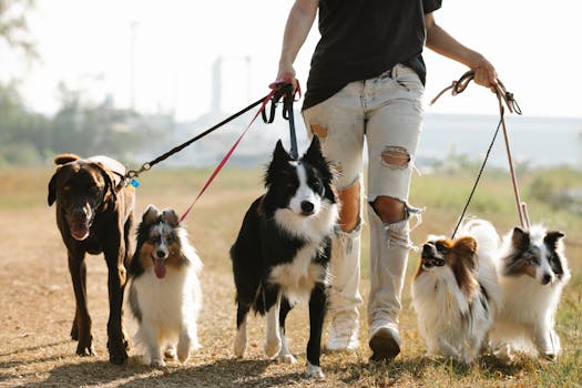 hunters in the field with their dogs